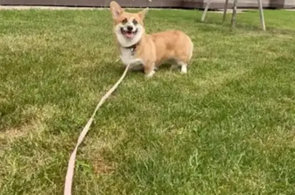 Собаки потеряшки, Трудобеликовский, фото: Потеряшка собака, Степная ул., Трудобеликовский
