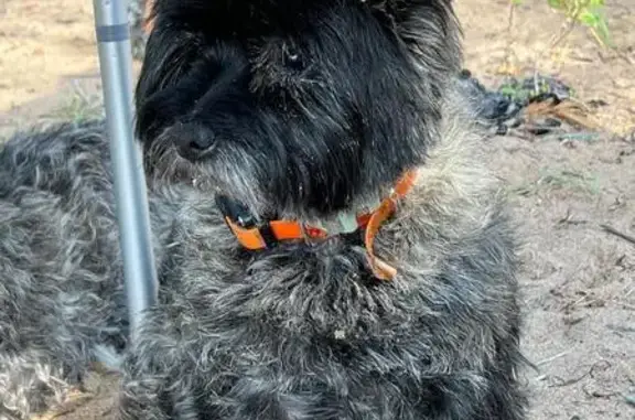 Пропала черная собака, ул. Воскова, СПб