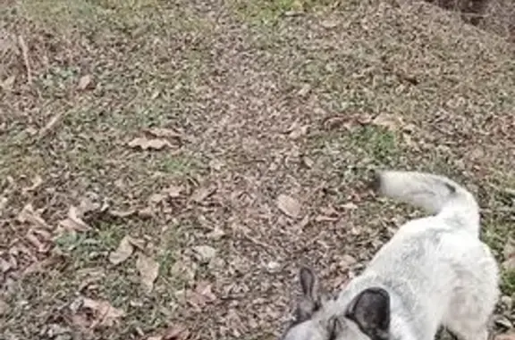 Пропала хаски, Речной пер., 27, Черкесск