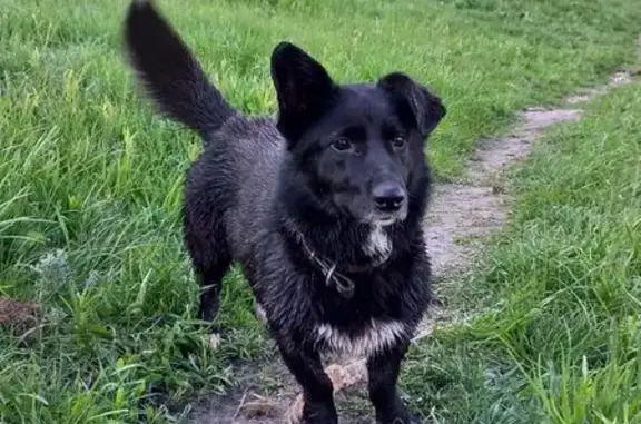 Собаки потеряшки, Липецк, фото: Потеряшка собака у Горького, Липецк