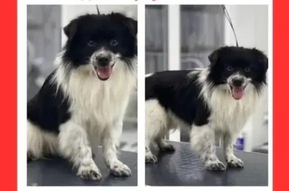 Найдена собака, Юдино, фото: Собака найдена: 1-е Успенское ш., Юдино