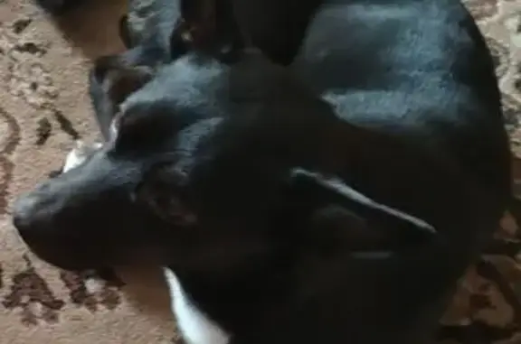 Пропала собака, ул. Крупской 9...