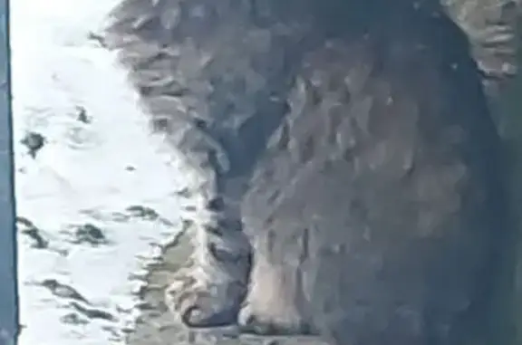 Кошка найдена: Сысольская ул.,...