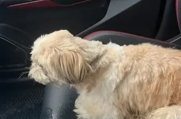 Найдена собака, Берёзовский, фото: Собака найдена на ул. Мичурина, 36