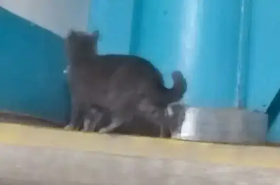 Найдена кошка, ул. 70 лет Октя...