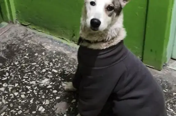 Найдена собака, Волгоград, фото: Собака найдена: Новодвинская ул., Волгоград