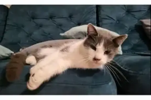 Пропала кошка, Корочанская ул., Белгород