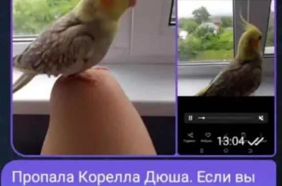 Пропала птица, ул. Шкляра, Хру...