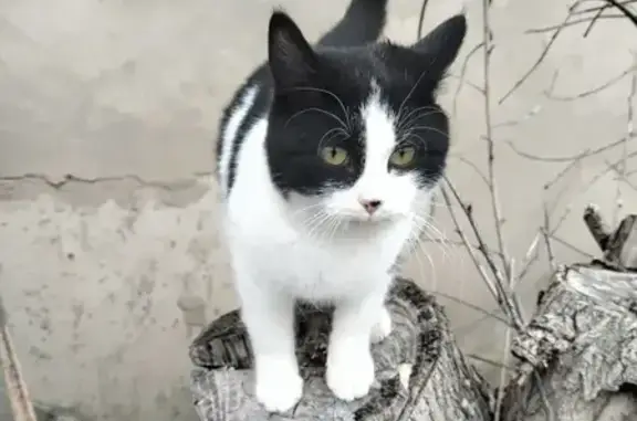Найдена кошка, Астрахань, фото: Кошка найдена: ул. Ульянова, 56, Астрахань