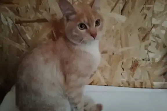 Найдена кошка, Кострома, фото: Кот найден: ул. Г. Димитрова, 37Б, Кострома
