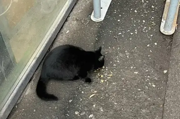 Кошка найдена в Пятерочке, Болдина 116, Тула