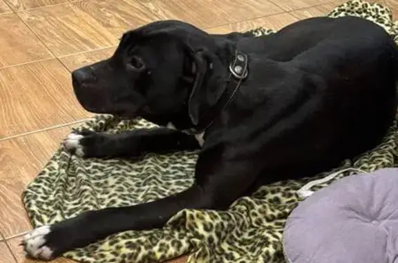 Найдена собака, Саратов, фото: Найдена собака, Саратов, Саратовская обл.