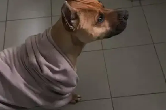 Найдена собака, Ставрополь, фото: Ставрополь: найдена собака, ул. Ленина, 417