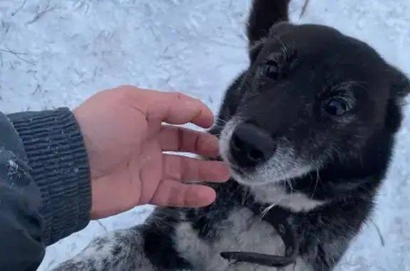 Собаки потеряшки, Ворошнево, фото: Потеряшка собака, Ворошнево, Сосновая 1/2