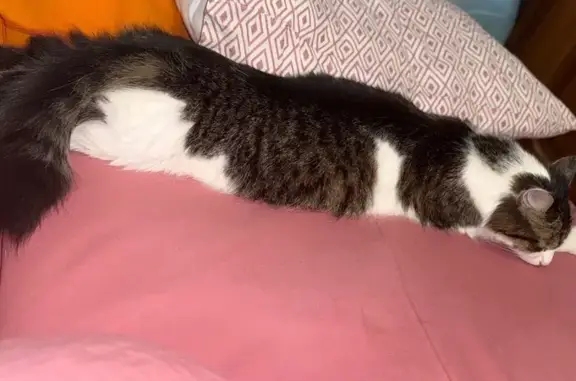 Найденные животные Зеленодольск, фото: Кошка найдена на ул. Вали Хазиева, Зеленодольск