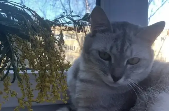 Пропала кошка, ул. Селищева, 2...