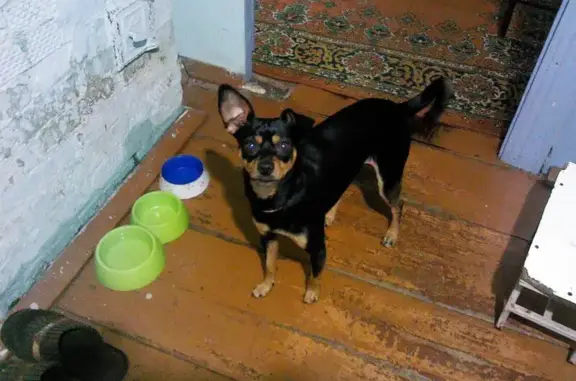 Пропала собака, ул. 5-й Армии, 29, Томск