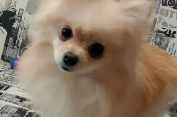 Пропала собака в Ступино, МО