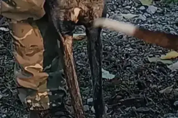 Пропала борзая, ул. Терешковой, 278