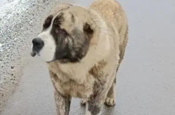 Найдена собака, Верхнее Мячково, фото: Собака найдена: Центр. ул. 83, Верх. Мячково