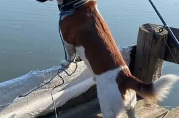 Пропала собака, ул. Копытова 42, Мурманск