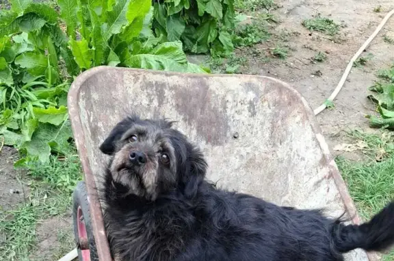 Пропала собака Буба, Саратов,...