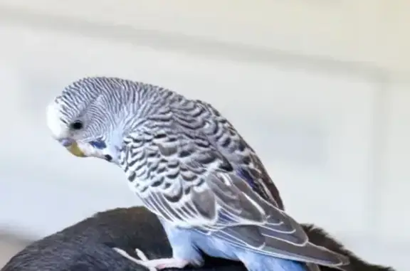 Пропала птица, Гоголя 12В, Бор...