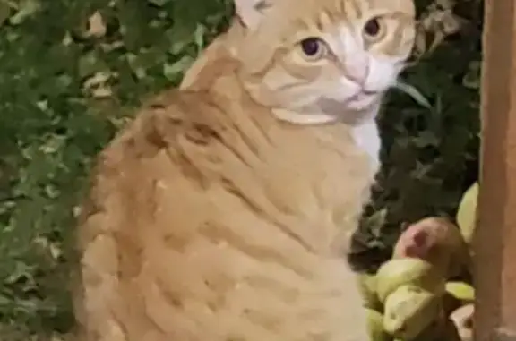 Пропала кошка в Окни, Псковска...