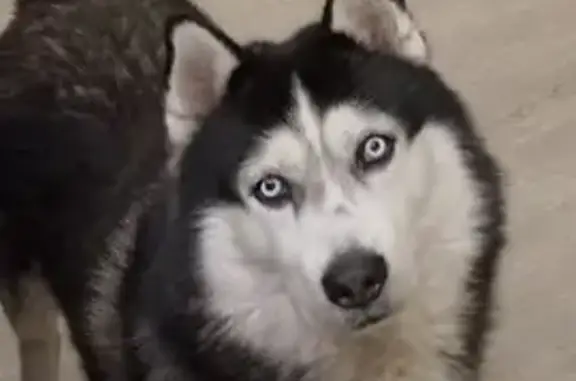 Пропала собака, Медвежьегорск,...