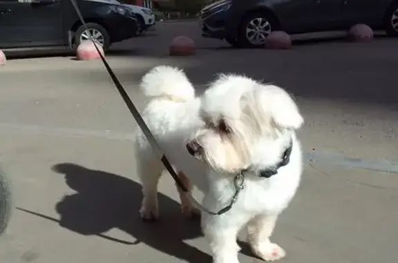 Собаки потеряшки, Подольск, фото: Потеряшка собака, Красногвардейский бул. 33