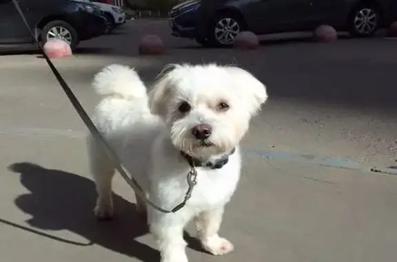 Пропала собака, Красногвардейский бул. 33 - photo