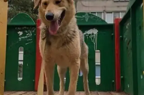 Пропала собака, Бибиковская 94...