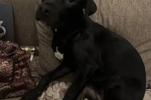 Найдена собака, Краснодар, фото: Собака найдена: Старокубанская 139 с1