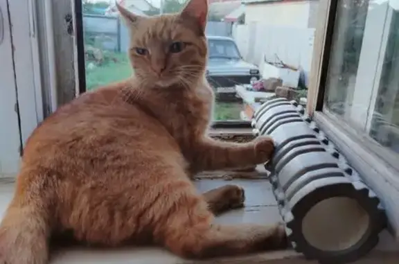 Пропала кошка, пр. Победы 115, Оренбург