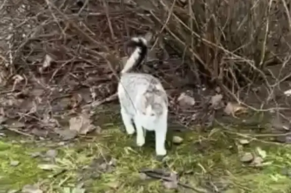 Объявления о пропавших и найденных животных, Псков, фото: Кошка найдена на Юбилейной, 93А, Псков