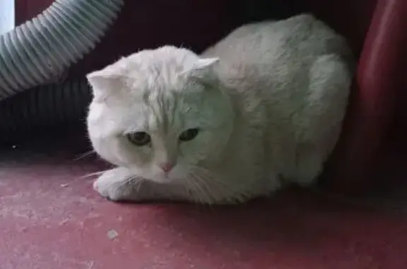 Найдена кошка, Астрахань, фото: Кошка найдена: ул. Савушкина, 26, Астрахань