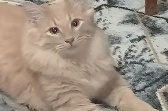 Пропала кошка, Цветочный бульв...