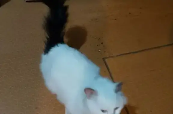 Найдена кошка, Николо-Павловское, фото: Кошка найдена, Николо-Павловское