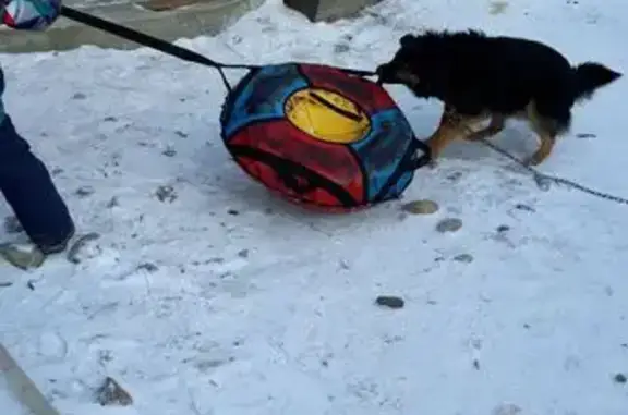 Пропала собака, ул. Матросова 18, Иркутск