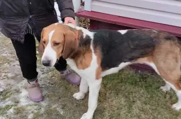 Найдена собака, Озёры, фото: Собака найдена: Туменское, МО