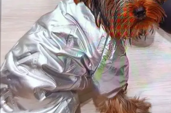 Пропала собака, Самара, Гастелло 46