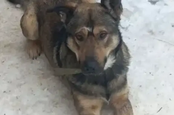 Найдена собака, Казань, фото: Собака найдена на окружной дороге М-7