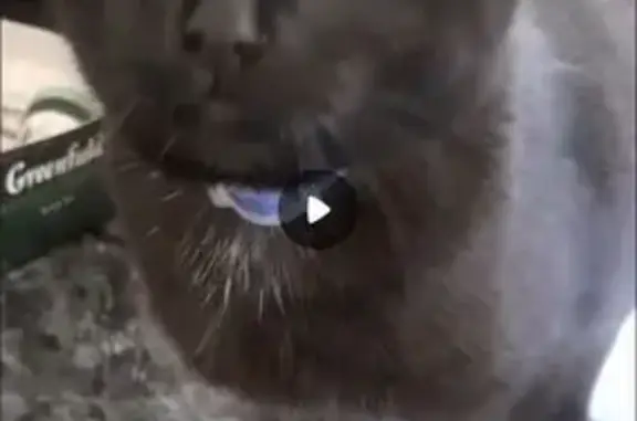 Пропала черная кошка, Интернациональная