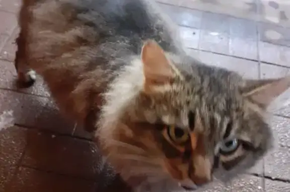 Найдена кошка, Ульяновск, фото: Кошка найдена: ул. Рябикова, 49А, Ульяновск