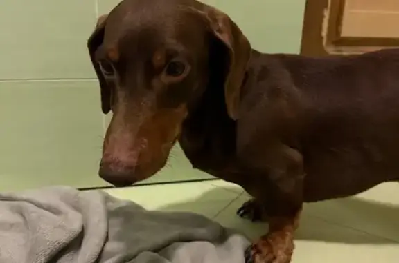 Найдена собака, Ермолино, фото: Шоколадная такса найдена в Ермолино