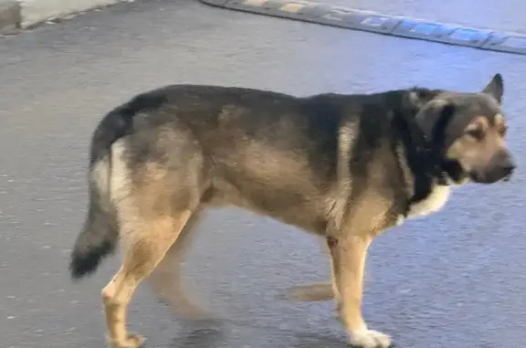 Найденные животные Москва, фото: Собака найдена: Русаковская ул., 24