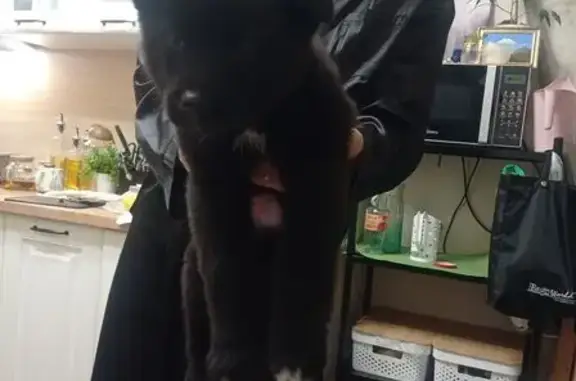 Найдена собака, Екатеринбург, фото: Щенок найден на ул. Синяева, 6, Екатеринбург