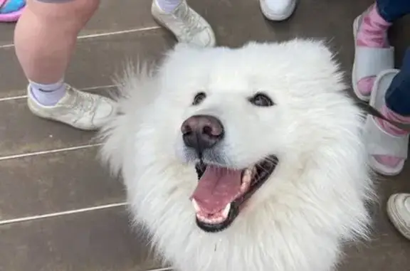 Пропала собака на Киренской 30/1, Иркутск