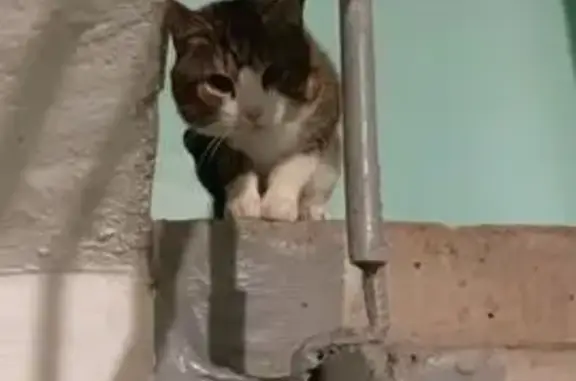 Найдена кошка, Чебоксары, фото: Кошка найдена: ул. Фруктовая, 10, Чебоксары