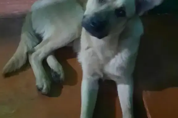 Собака найдена: Большая Садовая, 170